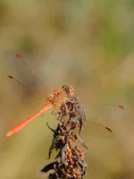 DSC_0128.jpg