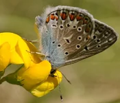 butterfly.webp