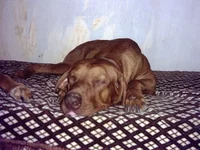 PICT0074.webp