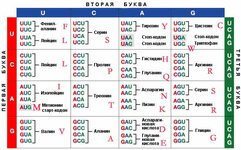genetic_code_codon_rus.jpg