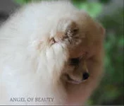 HcWLr.webp
