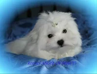 1KDf9.webp