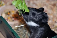  под лопухом.webp