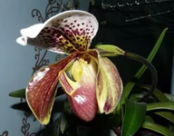 4at57v-s2w.webp