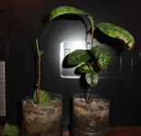 DSC00620_cr (600 x 577).webp