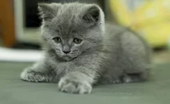 x_e765011d.webp
