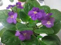 Optimara Van Gogh.webp