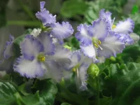 Optimara Evere Grace.webp