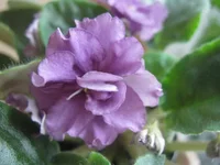 -туманный альбион.webp