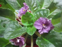 -туманный альбион.webp