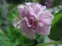 -Цветочный вихрь.webp