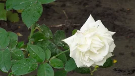 DSC02483.webp