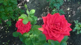 DSC02582.webp