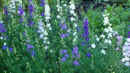 DSC02583.webp