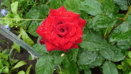 DSC06987.webp