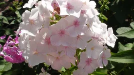 DSC07654.webp