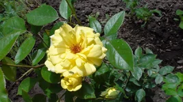 DSC07145.webp