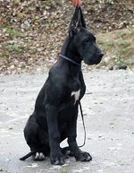 misterio_mi_f6_4mes[1].webp