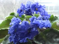 -Синий Иней7.webp