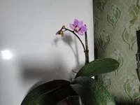  минька.webp