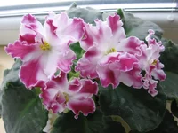 1948740_m.webp