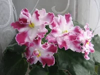1948741_m.webp