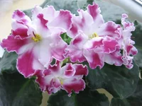1948742_m.webp