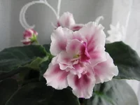 1977304_m.webp