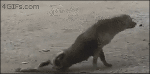 1364500251_472715231.gif