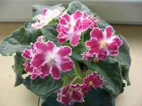 2055035_m.webp