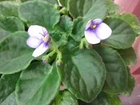 2055040_m.webp