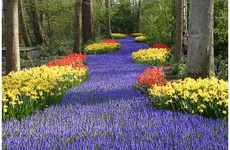 Keukenhof_Lisse1.jpg