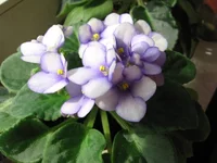 2139488_m.webp