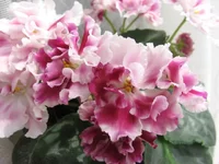 2139492_m.webp