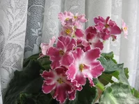 2139494_m.webp