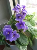 2195143_m.webp
