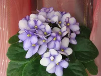 2195145_m.webp