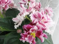 2195152_m.webp