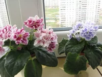 2195161_m.webp