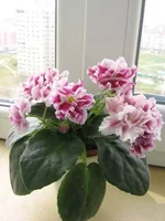 2195162_m.webp