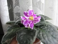 2195171_m.webp