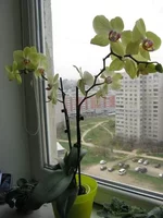 2195181_m.webp