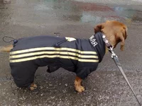 такса.jpg