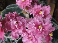 IMG_6199.webp