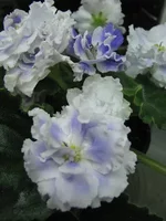 IMG_8547.webp