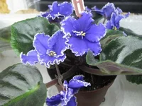 IMG_8617.webp