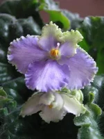 Optimara_Ever Grace.webp