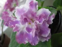 -Татьяна8594.webp