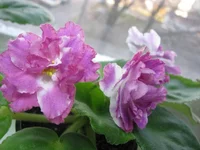 -Татьяна_8596.webp