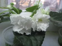 -Нежное Прикосновение8589.webp